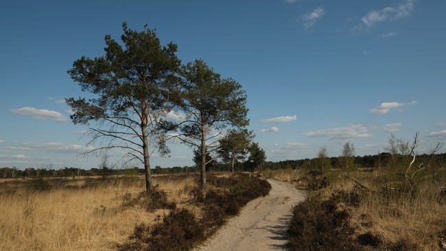 Kalmthoutse heide wandelroute wandeling nationaal park grenspark Vlaanderen Antwerpen België Nederland 