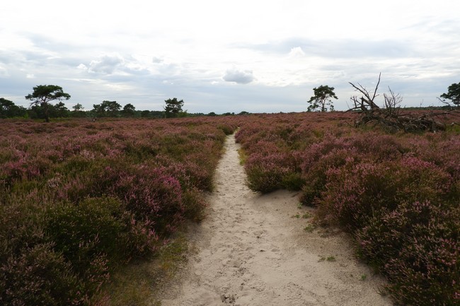 Kalmthoutse heide nationaal park bloei wandelen wandelroute België Vlaanderen reistips Benelux