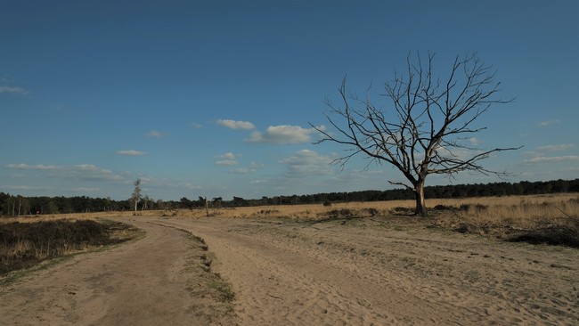Kalmthoutse heide wandelroute wandeling nationaal park grenspark Vlaanderen Antwerpen België Nederland 