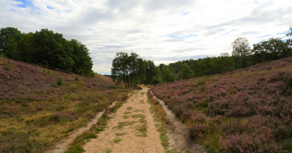 Mechelse Heide Limburg nationaal park heidegebied wandelen