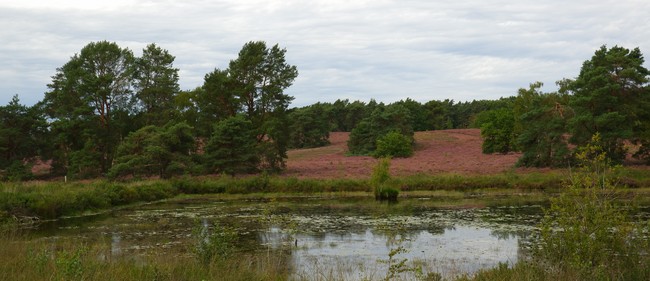 heide gebieden België Nederland reistips wandelen wandeling reisidee Benelux 