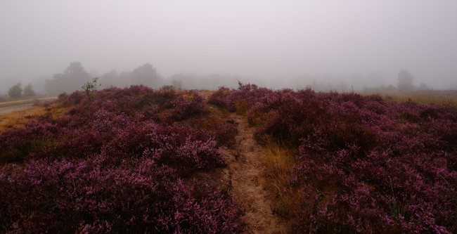 heide gebieden België Nederland reistips wandelen wandeling reisidee Benelux 
