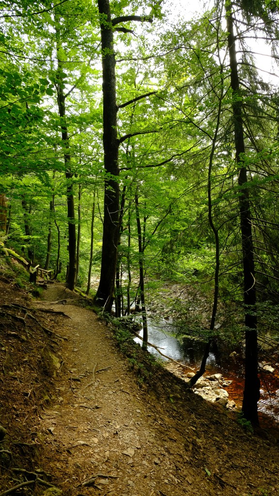 natuurhuis ternell wandeling wandelroute oostkantons ostbelgien hertogenwoud rivieren natuur rando gevorderden hoge venen eupen hautes fagnes 